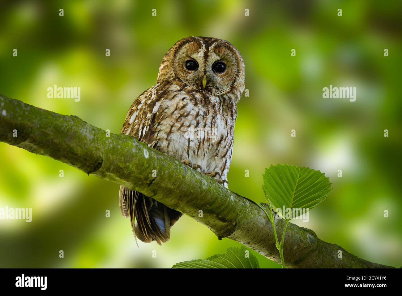 Tawny Owl (Strix aluco) mit Blick auf die Kamera auf einem grünen Ast im Sommerwald, Thurlby Fen Nature Reserve, Lincolnshire, England, Vereinigtes Königreich Stockfoto