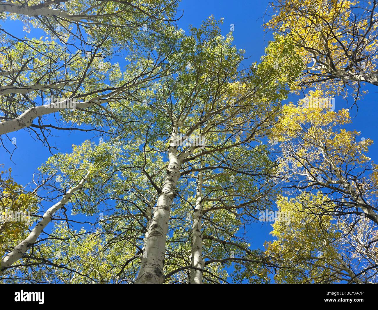 Beben von Aspenbäumen mit Peak Herbstlaub und weißer Rinde, die an einem hellen klaren Tag in den Rocky Mountains, Colorado, in Richtung Sonnenlicht reicht. Stockfoto