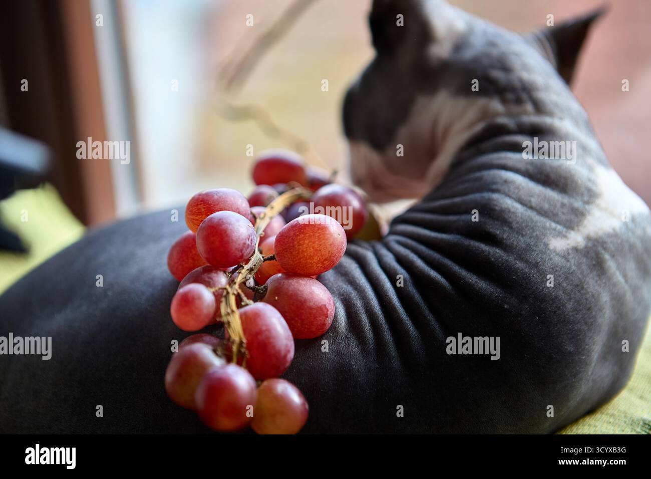 Eine kanadische Sphynx-Katze sitzt eingerollt auf einem grünen Kissen mit roten Trauben daneben. Das Foto zeigt natürliches Innenlicht und eine ruhige, gemütliche Atmosphäre. Stockfoto