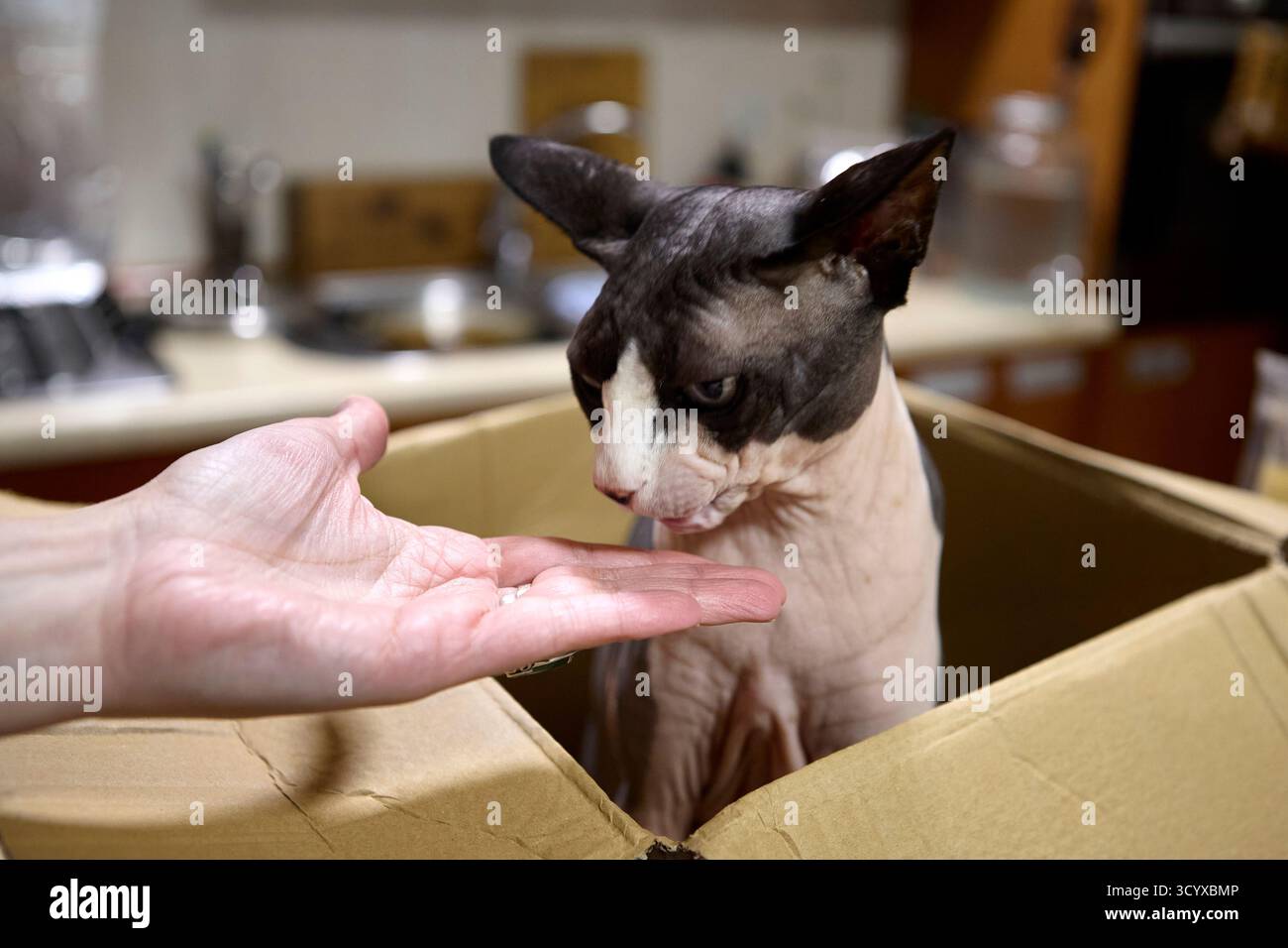 Verspielte Sphynx Katze leckt Besitzer Hand aus dem Karton in der Küche zu Hause. Lustige und zärtliche Interaktion zwischen Tier und Mensch. Stockfoto