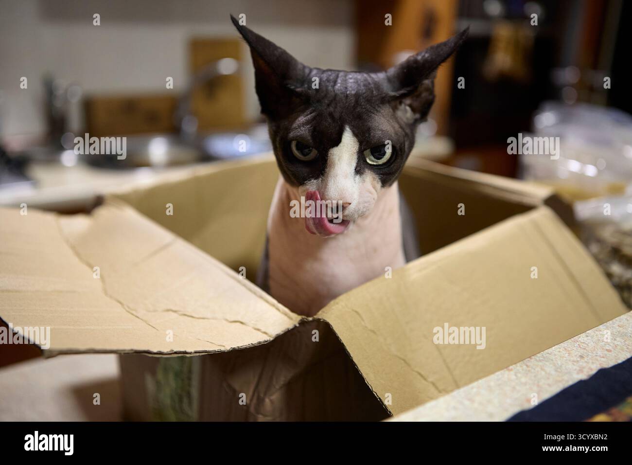 Die verspielte Sphynx-Katze leckt sich die Nase in der Pappschachtel in der Küche. Niedliches und humorvolles Haustier-Porträt. Stockfoto