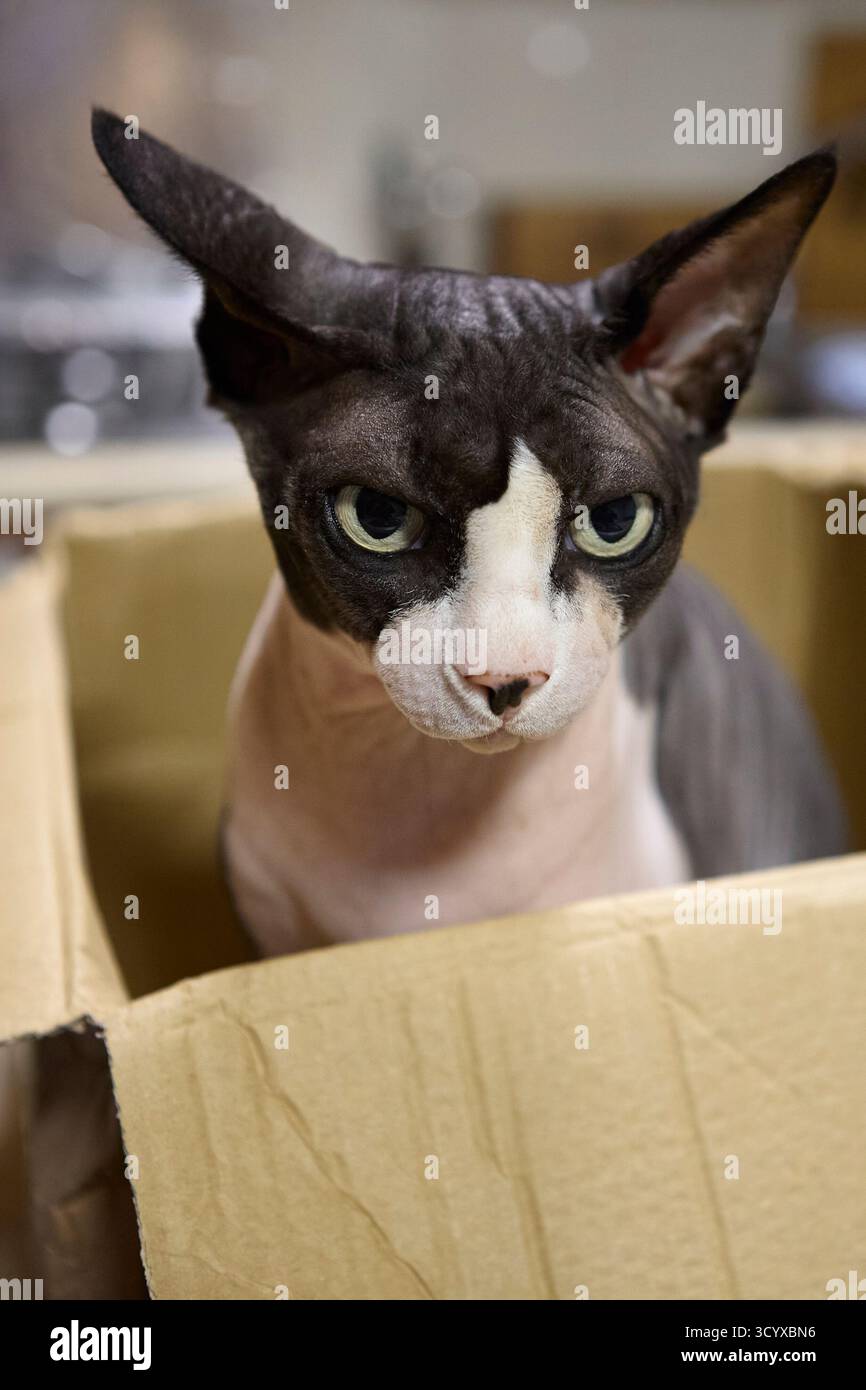 Vertikales Porträt der Sphynx-Katze mit intensivem Aussehen und grünen Augen in der Kartonverpackung. Haarloses Haustier, fotografiert in Innenräumen bei Beleuchtung. Stockfoto