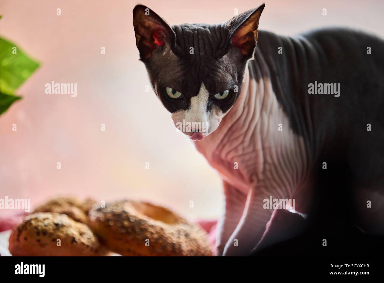 Haarlose kanadische Sphynx-Katze, die in die Kamera schaut, während sie in der Nähe von Brötchen sitzt. Porträt für Innenräume in warmen, weichen Tönen mit gemütlichem Hintergrund. Stockfoto