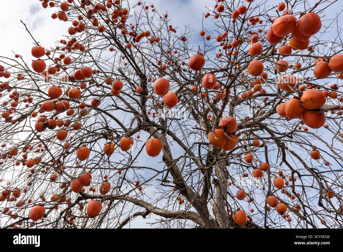 Persimmon Tree, Yokote City, Akita, Tohoku, Japan, Ostasien, Asien Stockfoto