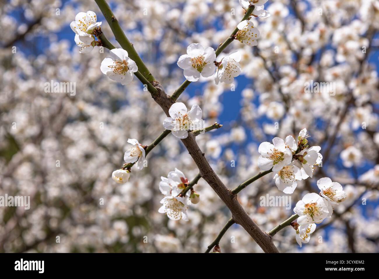 Kirschblüte, Sakura, im lokalen Park, Yokote City, Akita, Tohoku, Japan, Ostasien, Asien Stockfoto