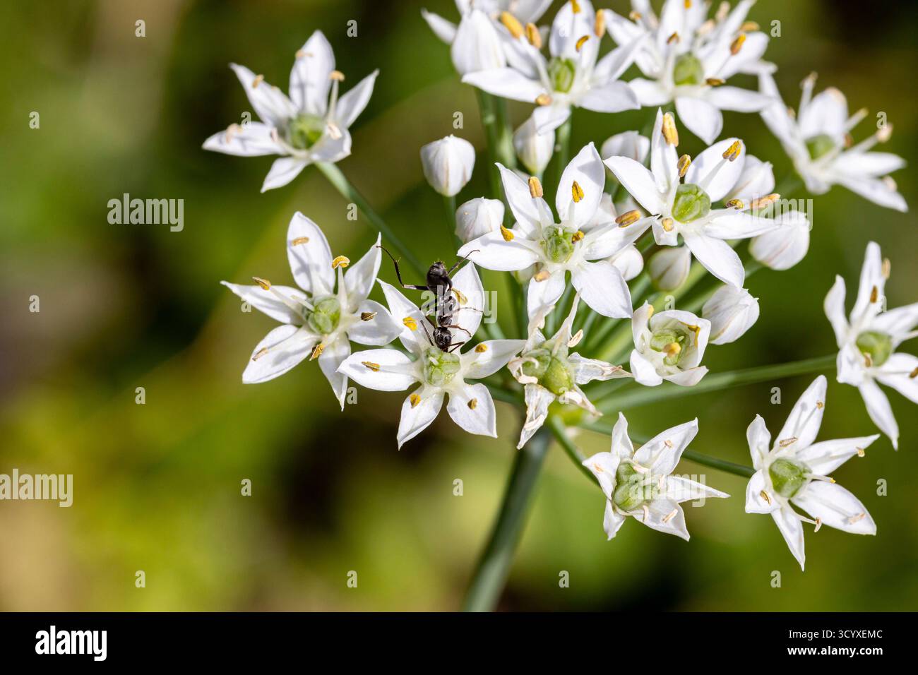 Ameise auf kleiner weißer Blume, im Garten, Yokote Stadt, Akita, Tohoku, Japan, Ostasien, Asien Stockfoto