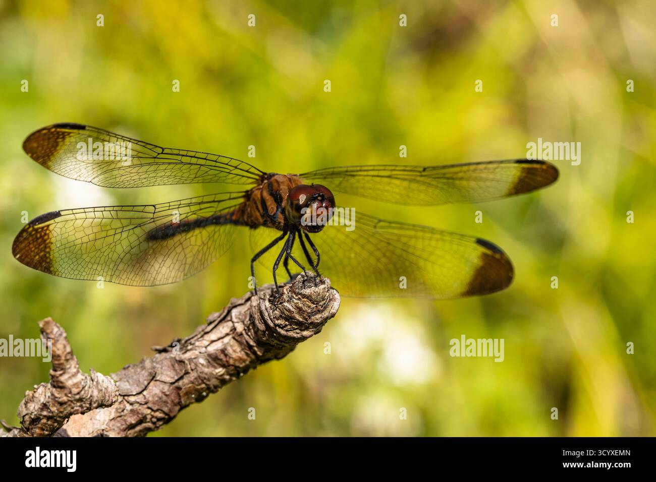 Libelle auf der Spitze des Zweigs, im Garten, Yokote City, Präfektur Akita, Region Tohoku, Japan, Ostasien, Asien Stockfoto