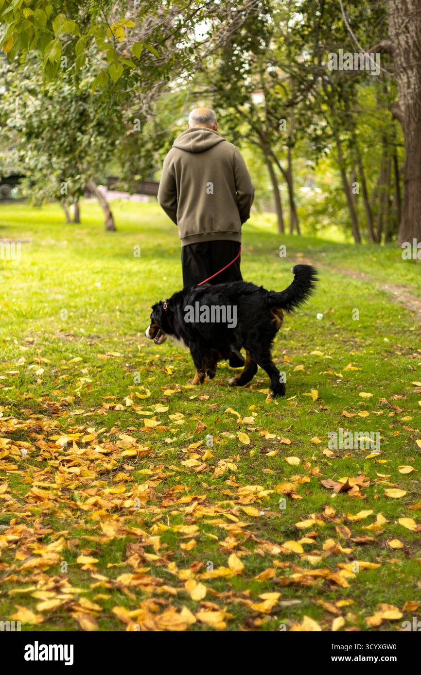 Seniorenmensch im Park. Ein älterer Mann im Kapuzenpullover führt seinen schwarzen Hund an der Leine entlang eines grasbewachsenen Pfades im Herbstpark, umgeben von grünen Bäumen und Stockfoto