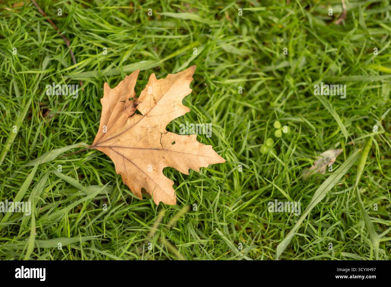 Einzelnes goldenes Ahornblatt auf dem Rasen. Detaillierte Ansicht eines einzelnen goldgelben Ahornblattes mit strukturierten Adern, die auf weichem grünem Gras liegen und die es einfangen Stockfoto