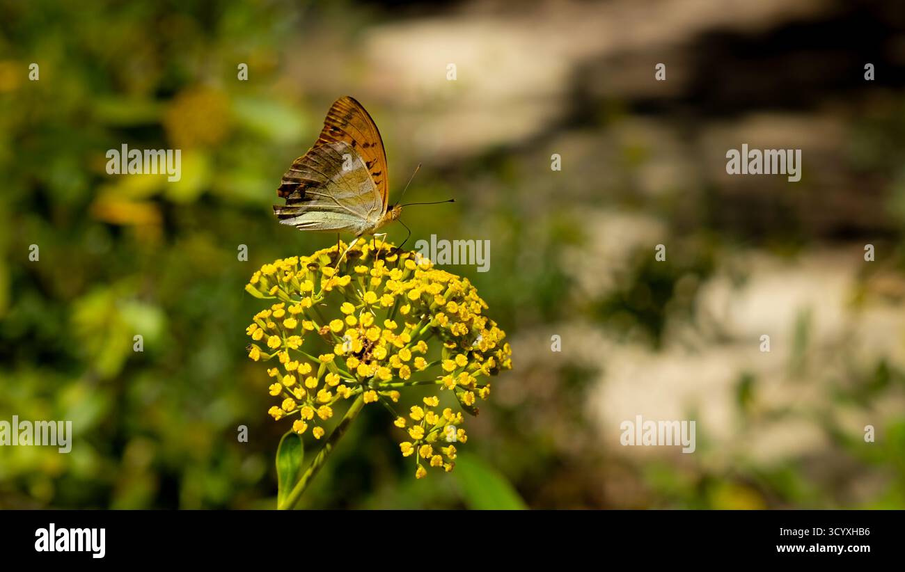 Hellgelbe Fenchelblume mit hellbraunem Schmetterling Stockfoto