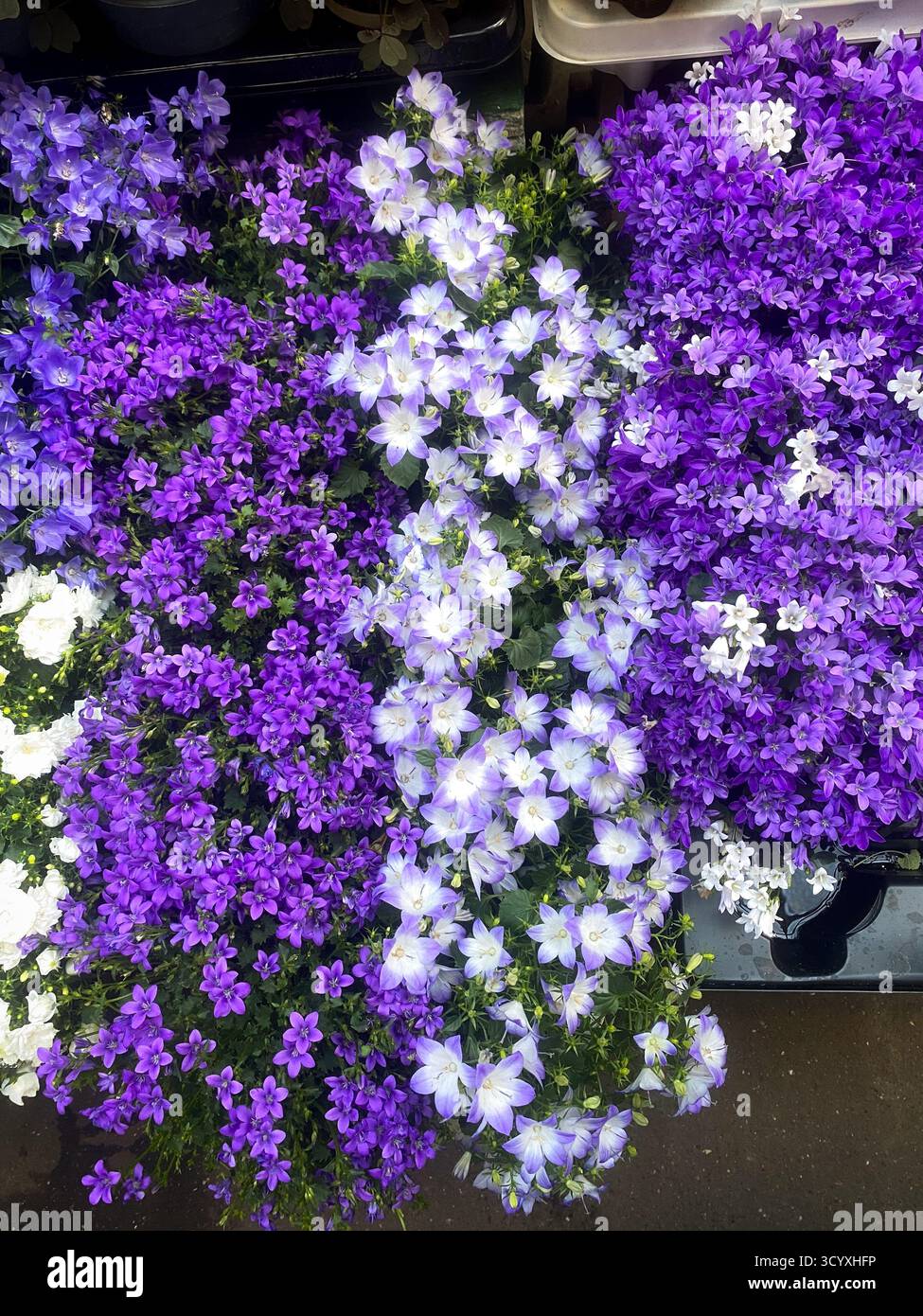 Leuchtend violette und lavendelfarbene Glockenblumen in voller Blüte Stockfoto