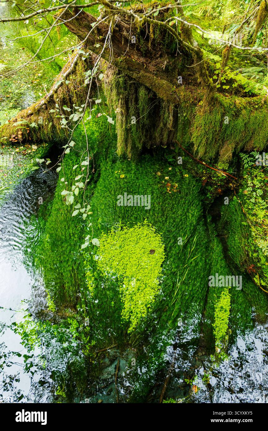 Moos und alter Wald; Hoh Rain Forest; Olympic National Park; Washington; USA Stockfoto