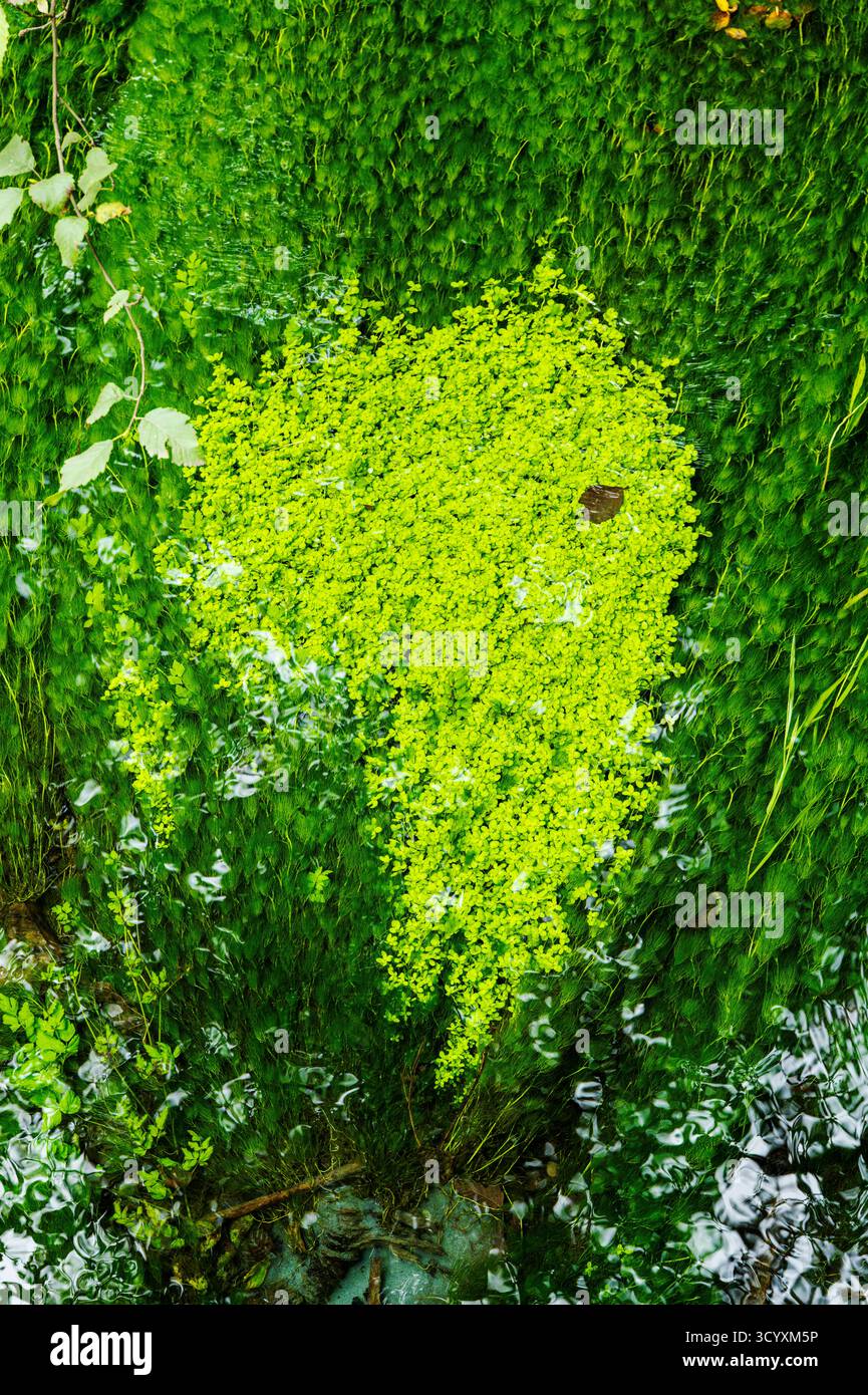Moos und alter Wald; Hoh Rain Forest; Olympic National Park; Washington; USA Stockfoto