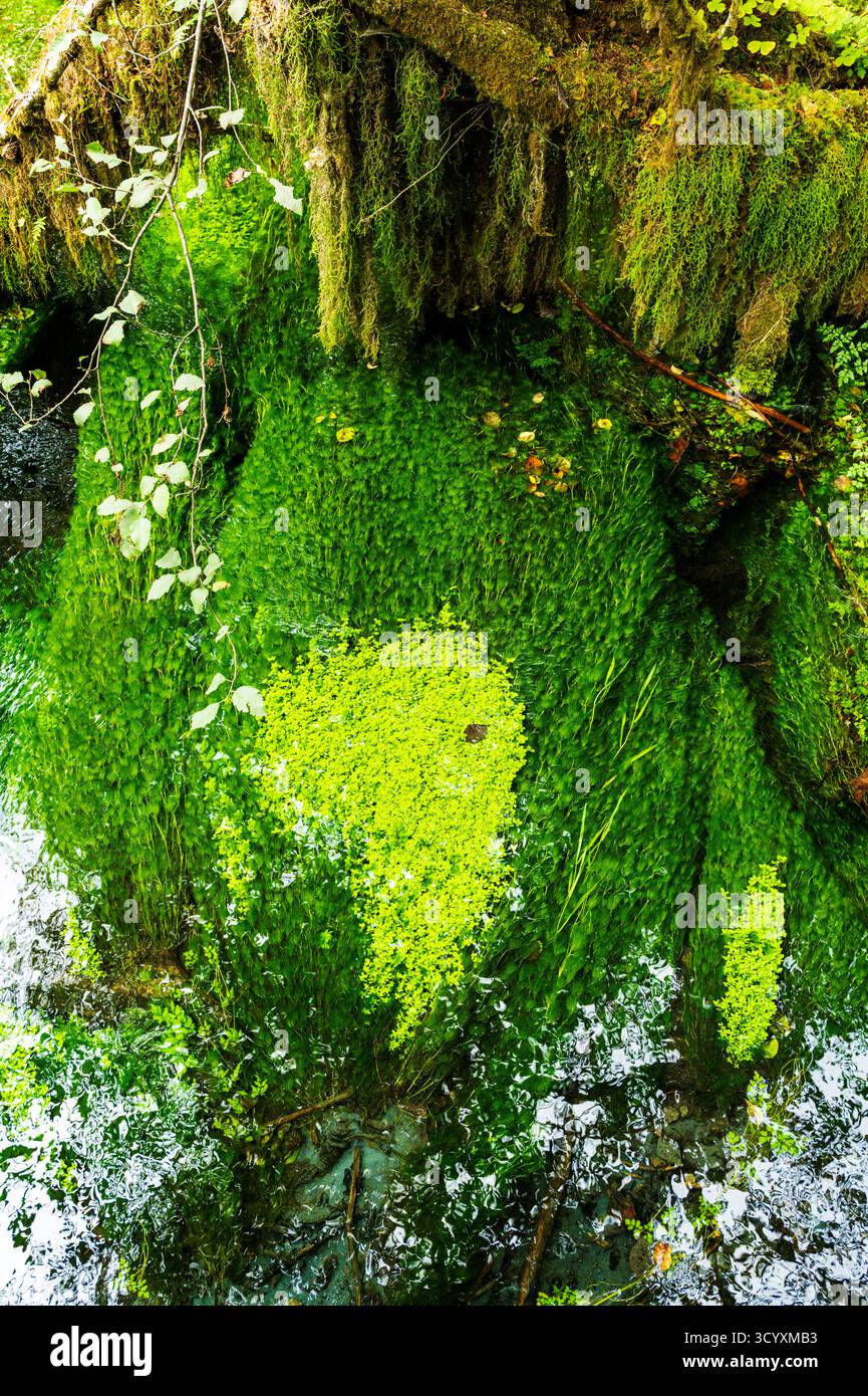 Moos und alter Wald; Hoh Rain Forest; Olympic National Park; Washington; USA Stockfoto
