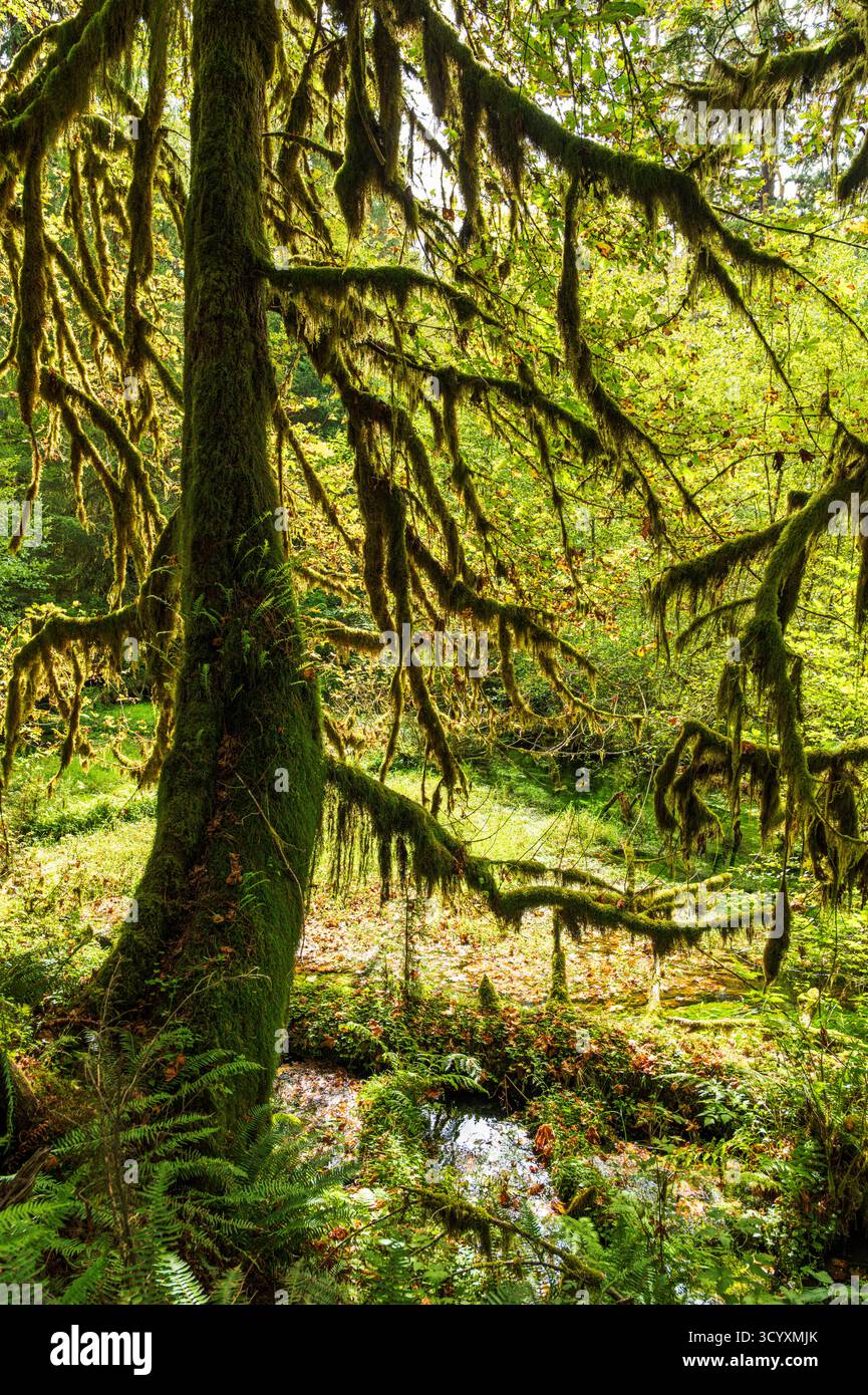 Moos und alter Wald; Hoh Rain Forest; Olympic National Park; Washington; USA Stockfoto
