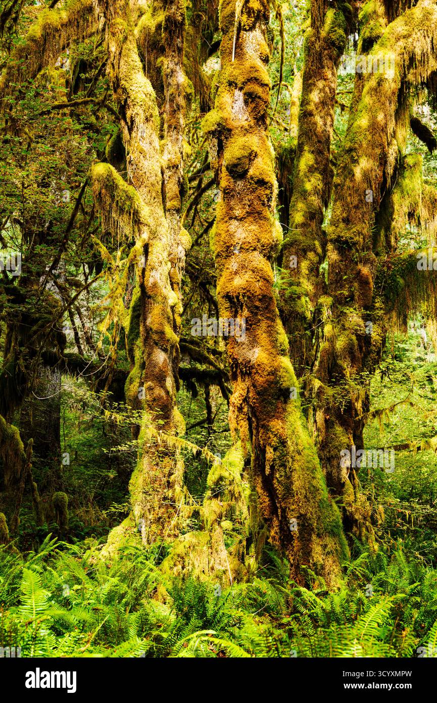 Moos und alter Wald; Hoh Rain Forest; Olympic National Park; Washington; USA Stockfoto
