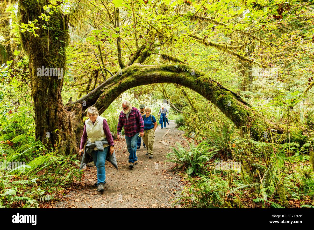 Touristen besuchen Hoh Rain Forest, Moos und alten Wald, Olympic National Park, Washington und USA Stockfoto