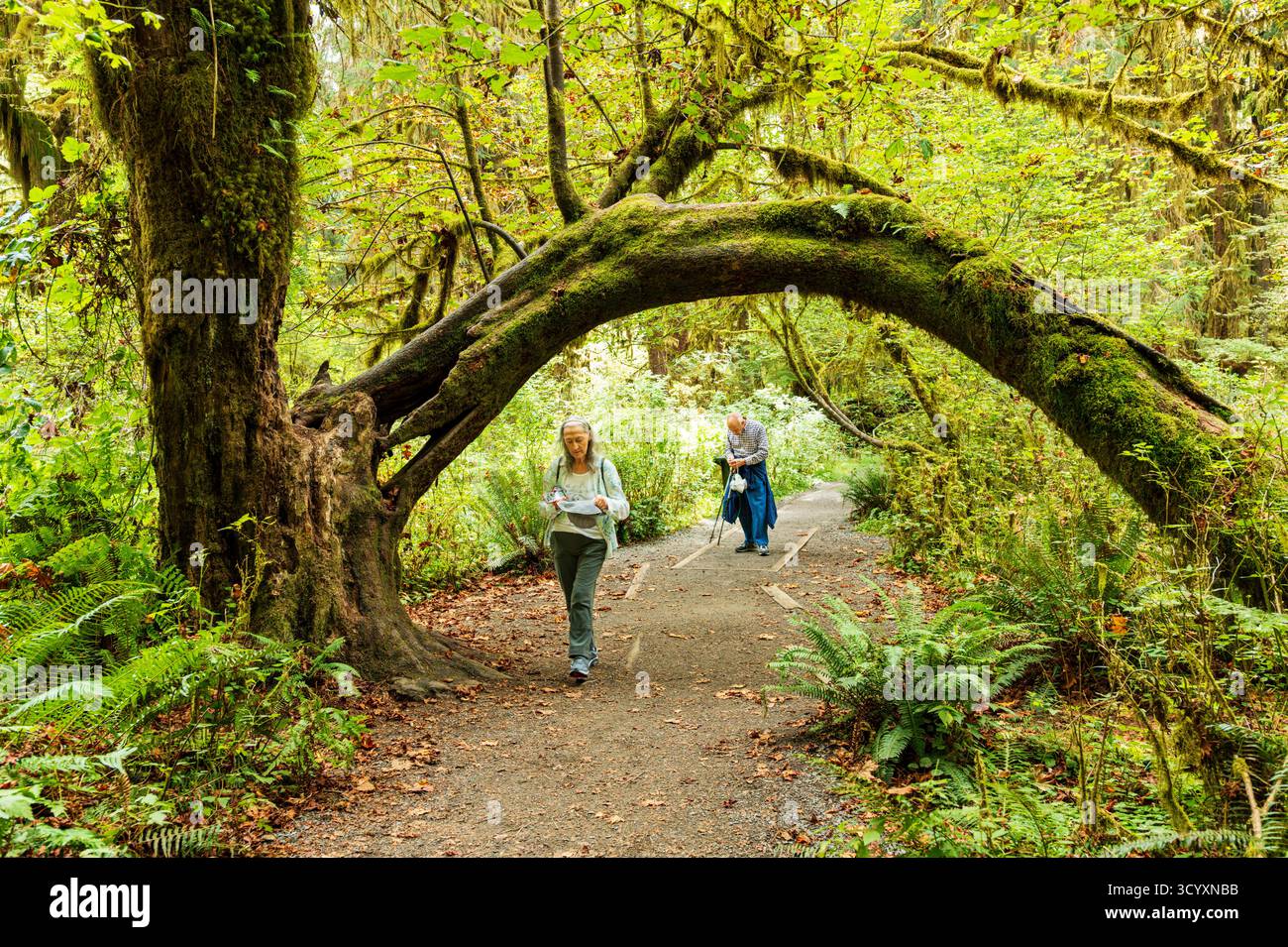 Touristen besuchen Hoh Rain Forest, Moos und alten Wald, Olympic National Park, Washington und USA Stockfoto