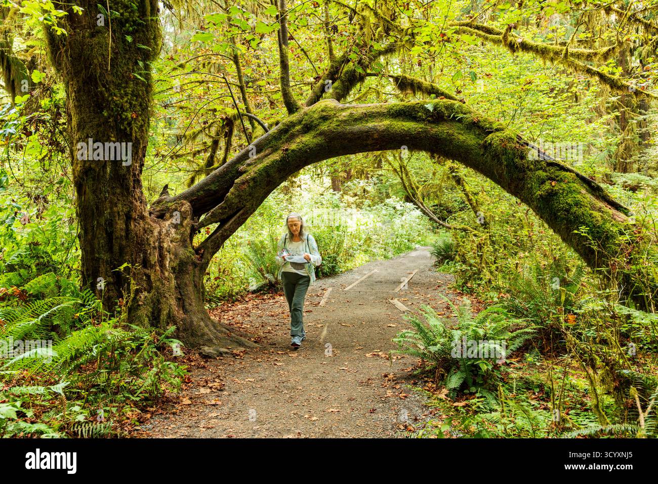 Touristen besuchen Hoh Rain Forest, Moos und alten Wald, Olympic National Park, Washington und USA Stockfoto
