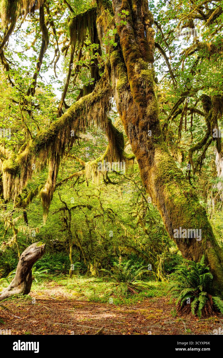Moos und alter Wald; Hoh Rain Forest; Olympic National Park; Washington; USA Stockfoto