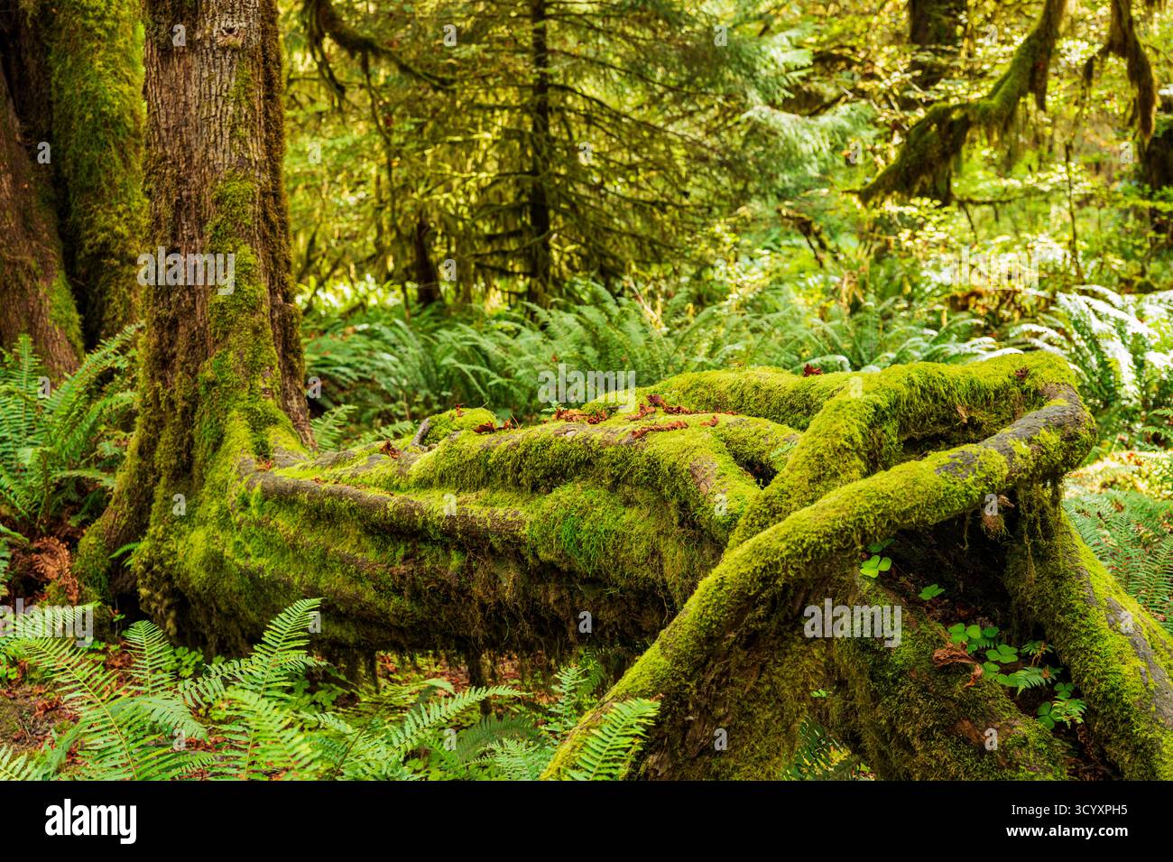 Moos und alter Wald; Hoh Rain Forest; Olympic National Park; Washington; USA Stockfoto
