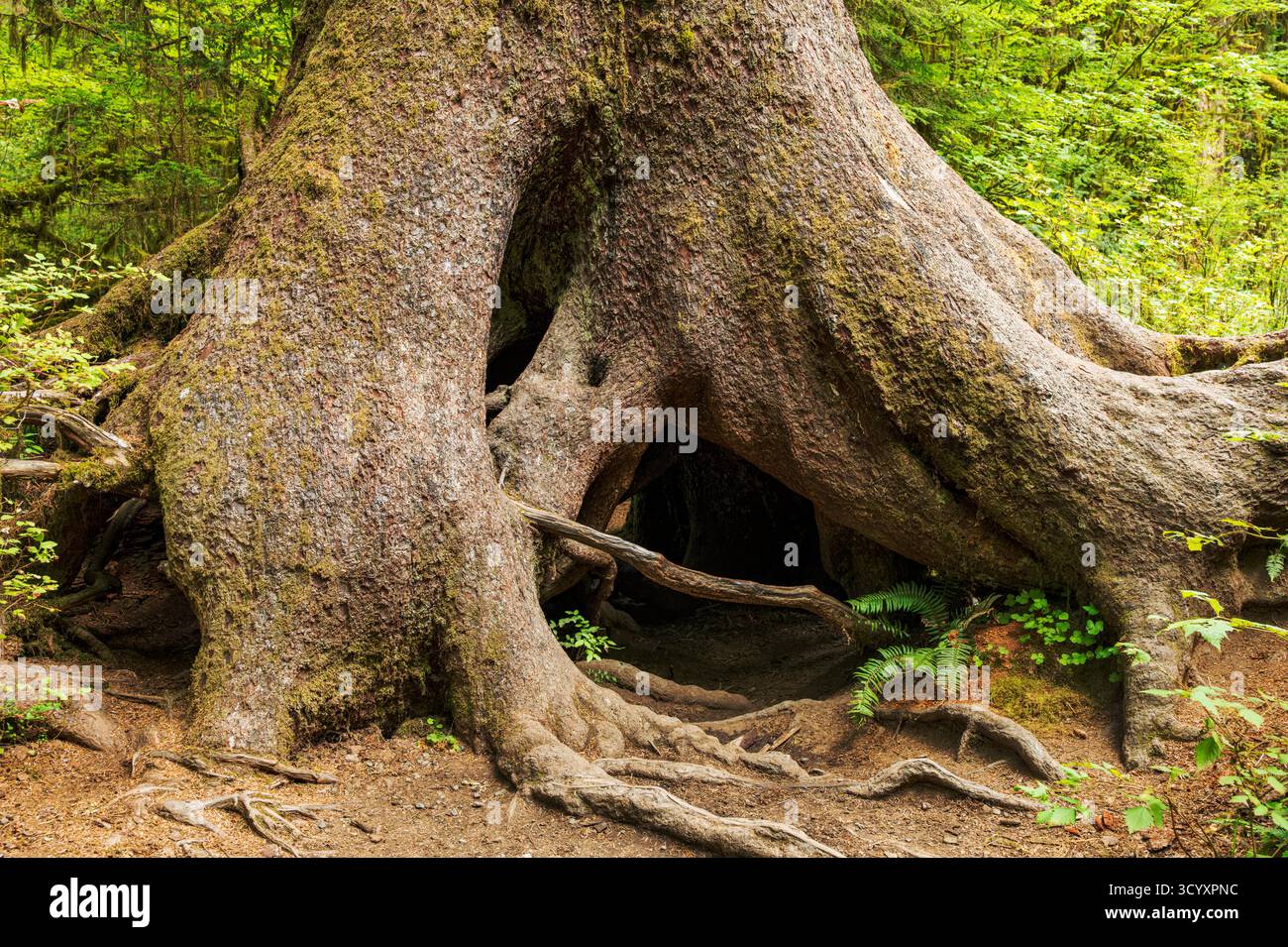Basis eines alten Baumes; Hoh Rain Forest; Olympic National Park; Washington; USA Stockfoto
