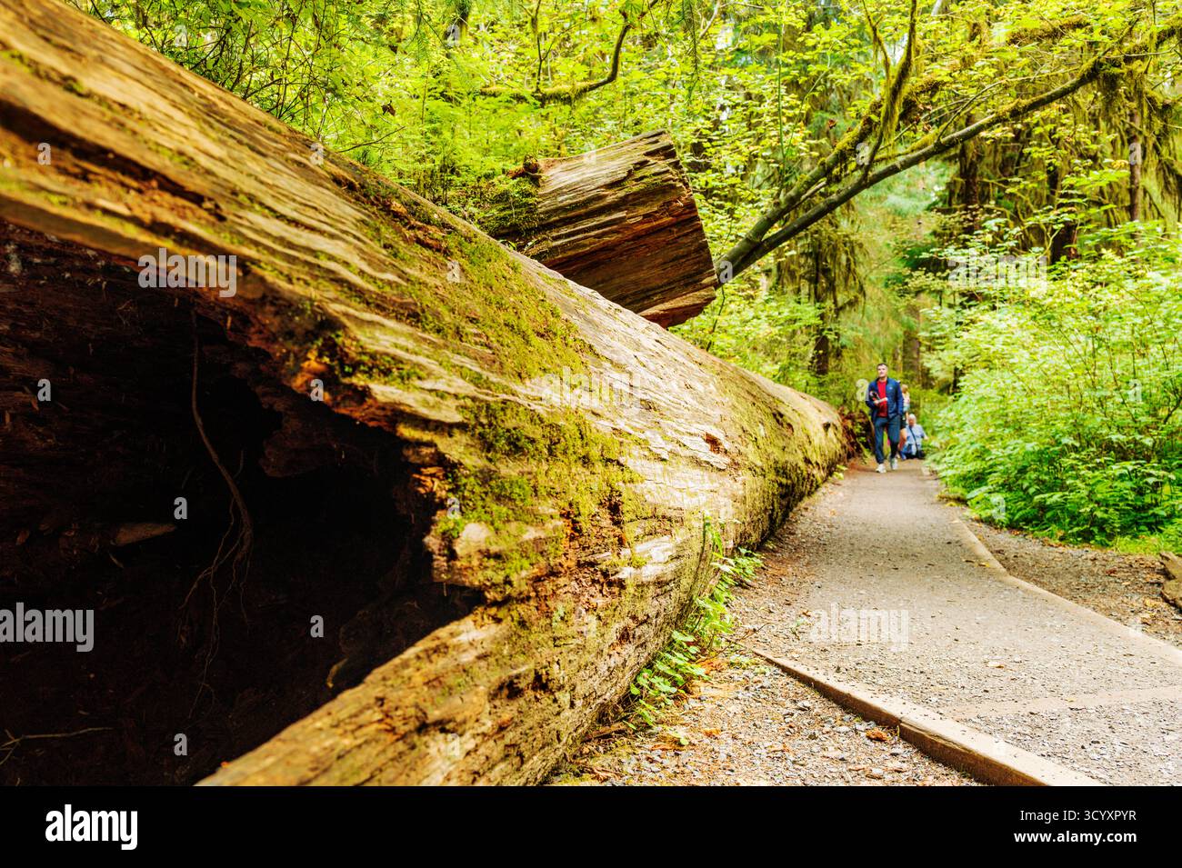 Touristen besuchen Hoh Rain Forest, Moos und alten Wald, Olympic National Park, Washington und USA Stockfoto