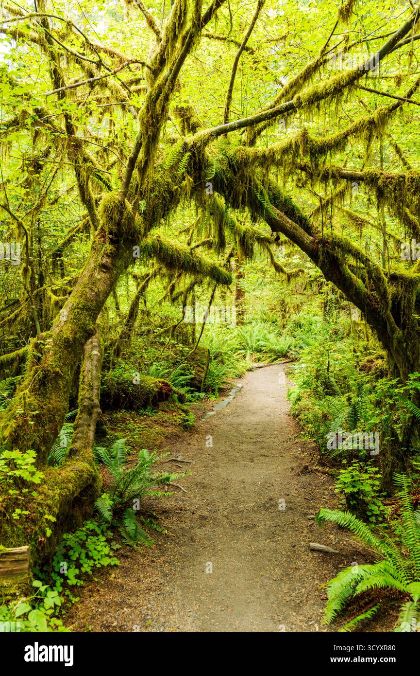 Moos und alter Wald; Hoh Rain Forest; Olympic National Park; Washington; USA Stockfoto