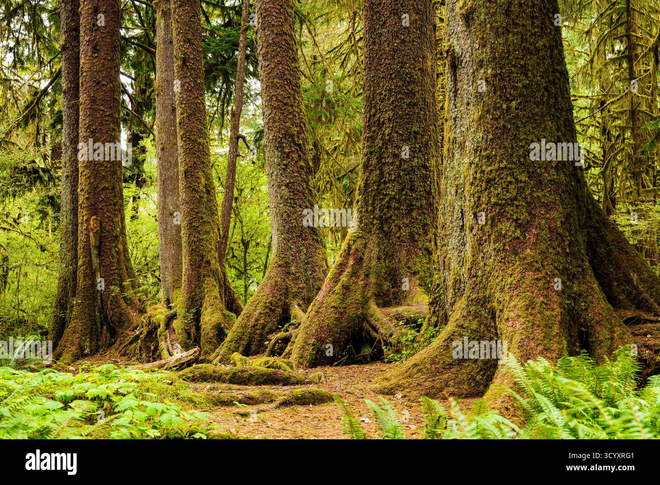 Moos und alter Wald; Hoh Rain Forest; Olympic National Park; Washington; USA Stockfoto