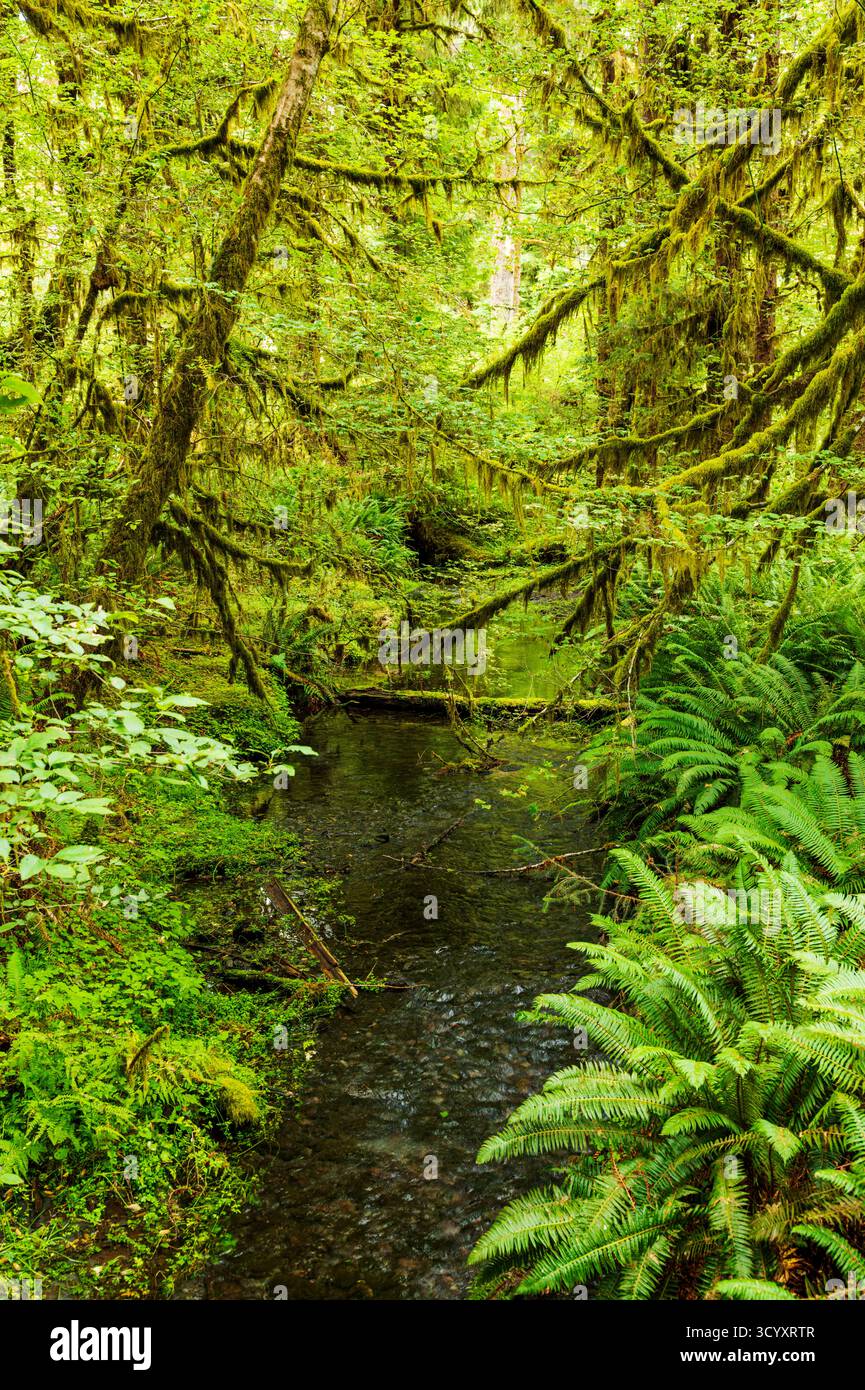 Moos und alter Wald; Hoh Rain Forest; Olympic National Park; Washington; USA Stockfoto