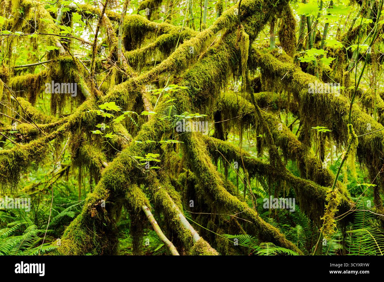 Moos und alter Wald; Hoh Rain Forest; Olympic National Park; Washington; USA Stockfoto