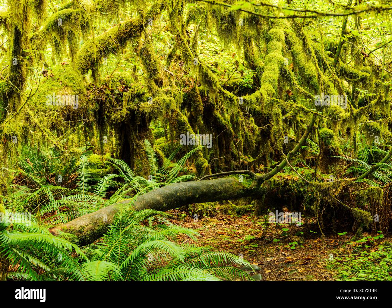 Moos und alter Wald; Hoh Rain Forest; Olympic National Park; Washington; USA Stockfoto