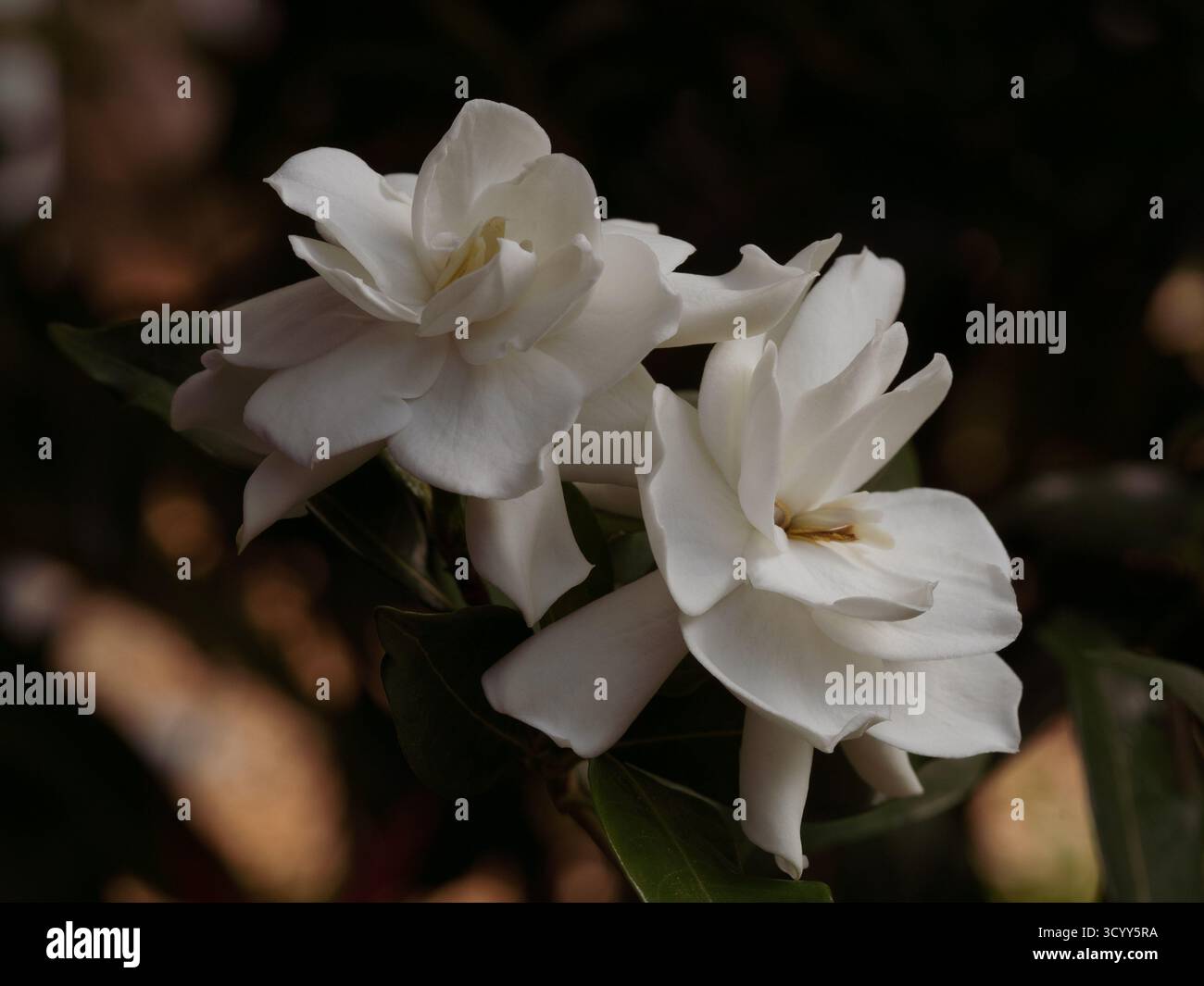 Zwei cremeweiße Gardenia-Blumen im Garten Stockfoto