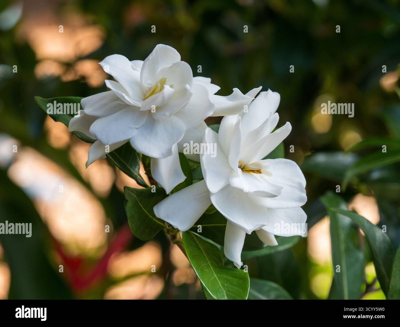 Zwei cremeweiße Gardenia-Blumen im Garten Stockfoto