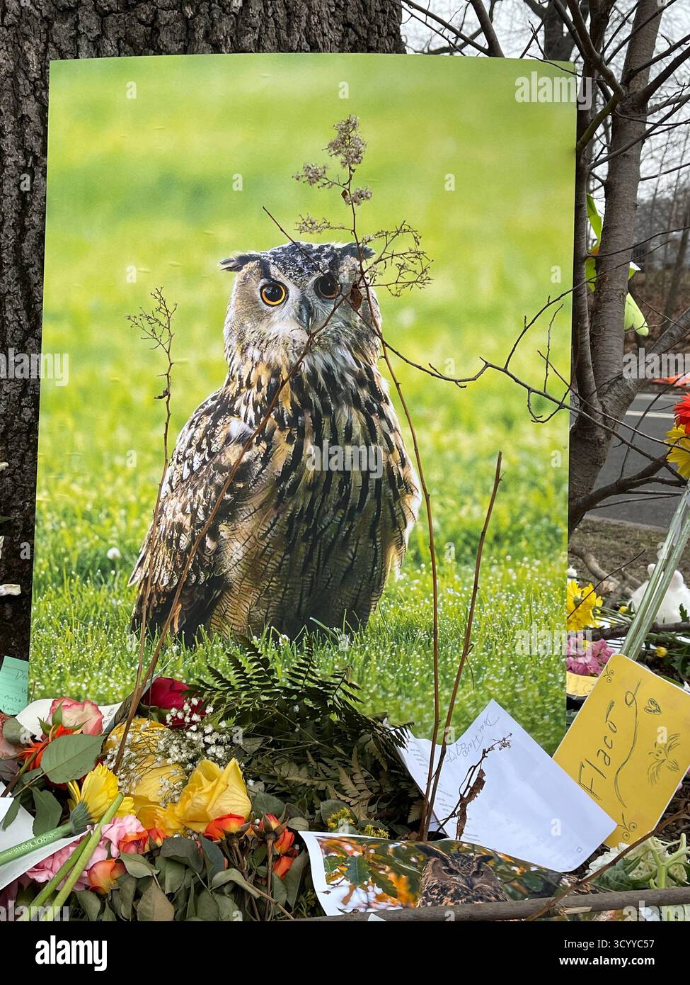 Tribut Memorial for Flaco the Ewl im Central Park, New York City, USA, mit Blumen, Fotos, und Nachrichten, die von Trauernden hinterlassen wurden. - Smartphone-aufgenommenes Stockfoto