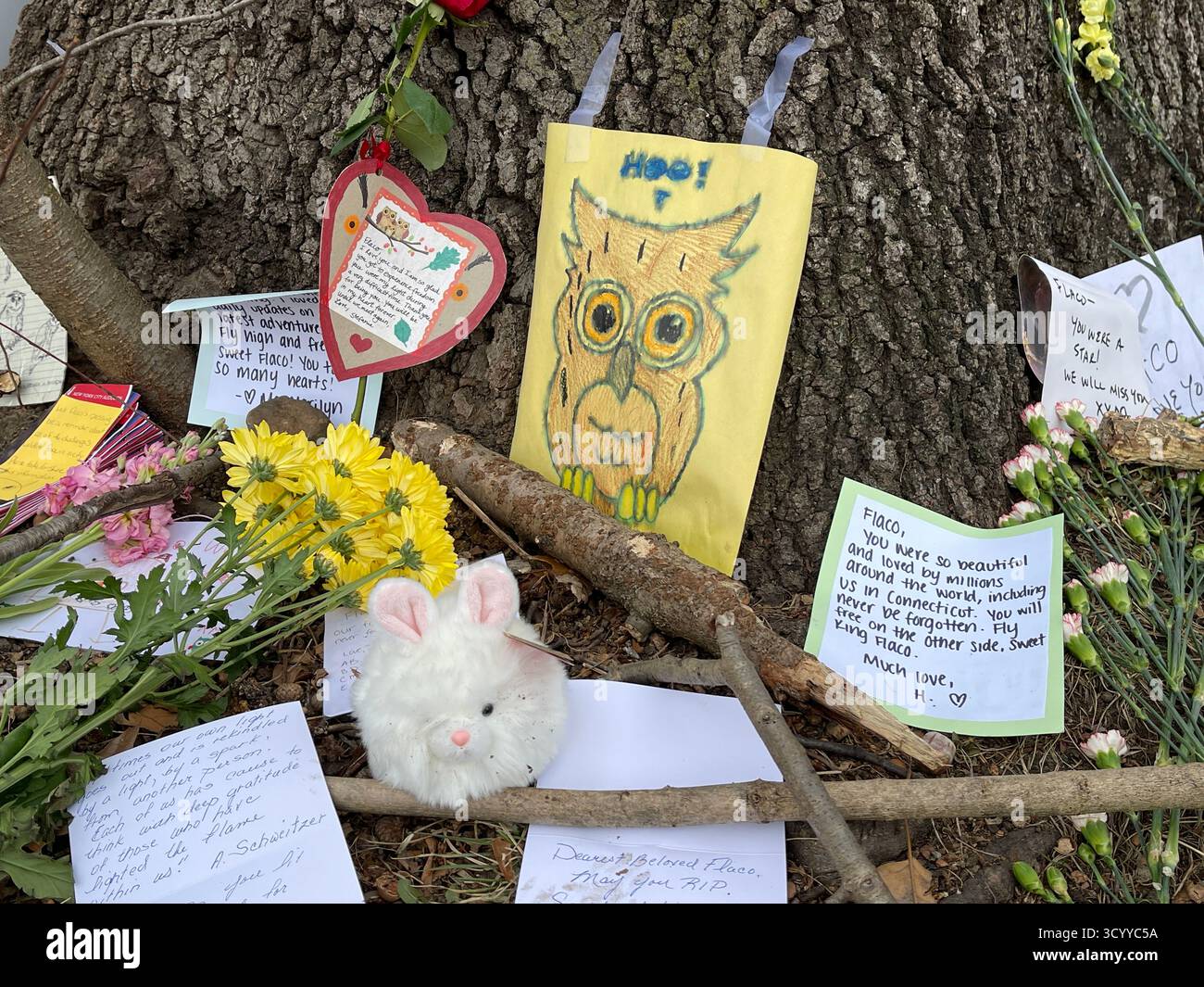 Tribut Memorial for Flaco the Ewl im Central Park, New York City, USA, mit Blumen, Fotos, und Nachrichten, die von Trauernden hinterlassen wurden. - Smartphone-aufgenommenes Stockfoto