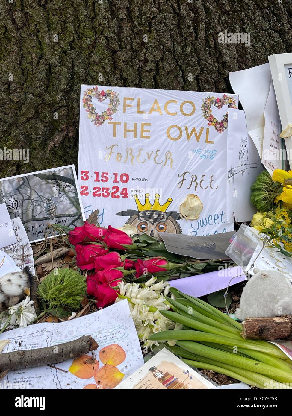 Tribut Memorial for Flaco the Ewl im Central Park, New York City, USA, mit Blumen, Fotos, und Nachrichten, die von Trauernden hinterlassen wurden. - Smartphone-aufgenommenes Stockfoto