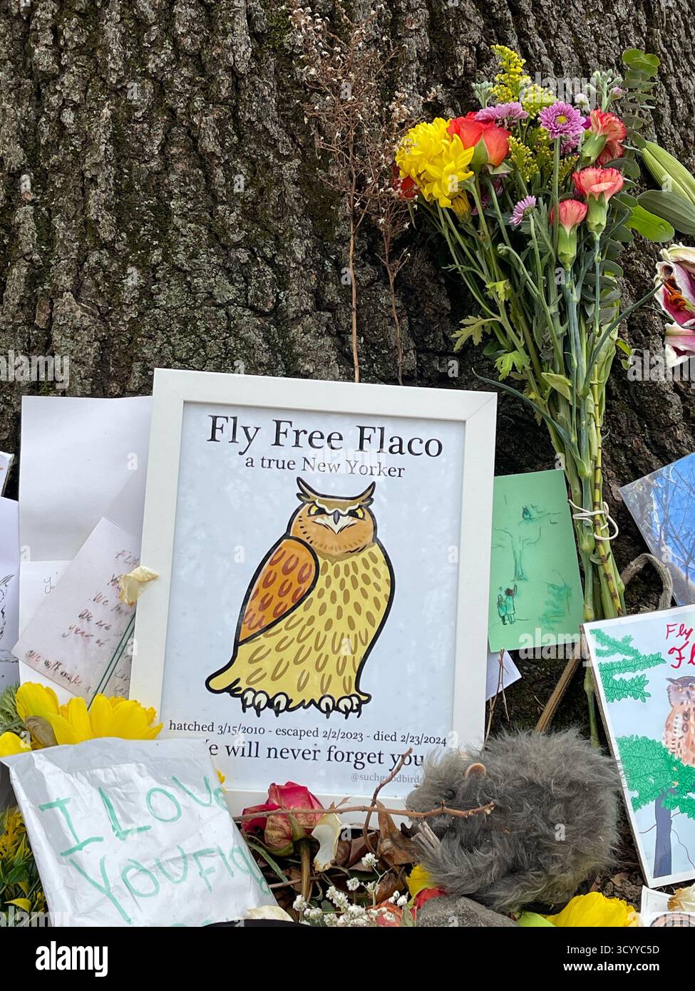 Tribut Memorial for Flaco the Ewl im Central Park, New York City, USA, mit Blumen, Fotos, und Nachrichten, die von Trauernden hinterlassen wurden. - Smartphone-aufgenommenes Stockfoto