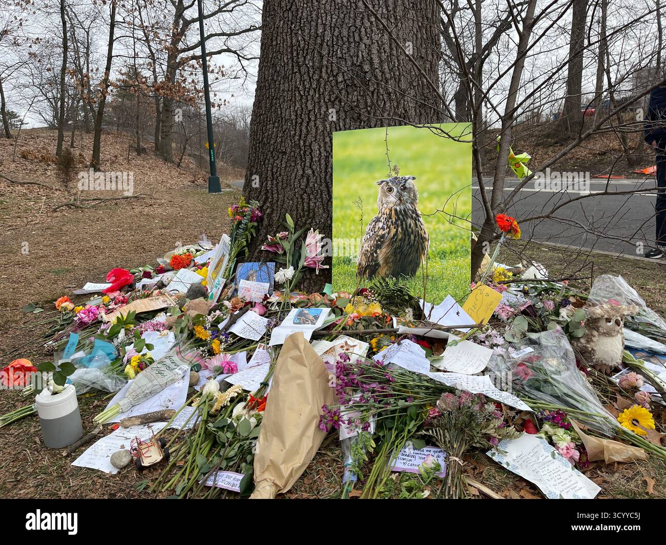 Tribut Memorial for Flaco the Ewl im Central Park, New York City, USA, mit Blumen, Fotos, und Nachrichten, die von Trauernden hinterlassen wurden. - Smartphone-aufgenommenes Stockfoto
