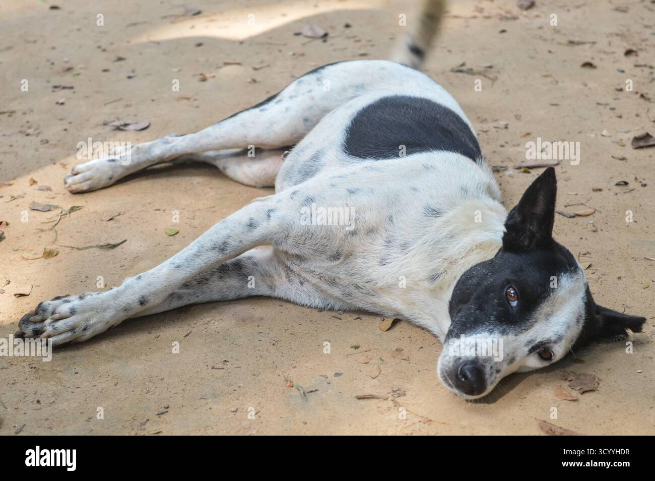 Ein hilfloser Hund liegt allein auf der Sandstraße in trauriger Stimmung Stockfoto
