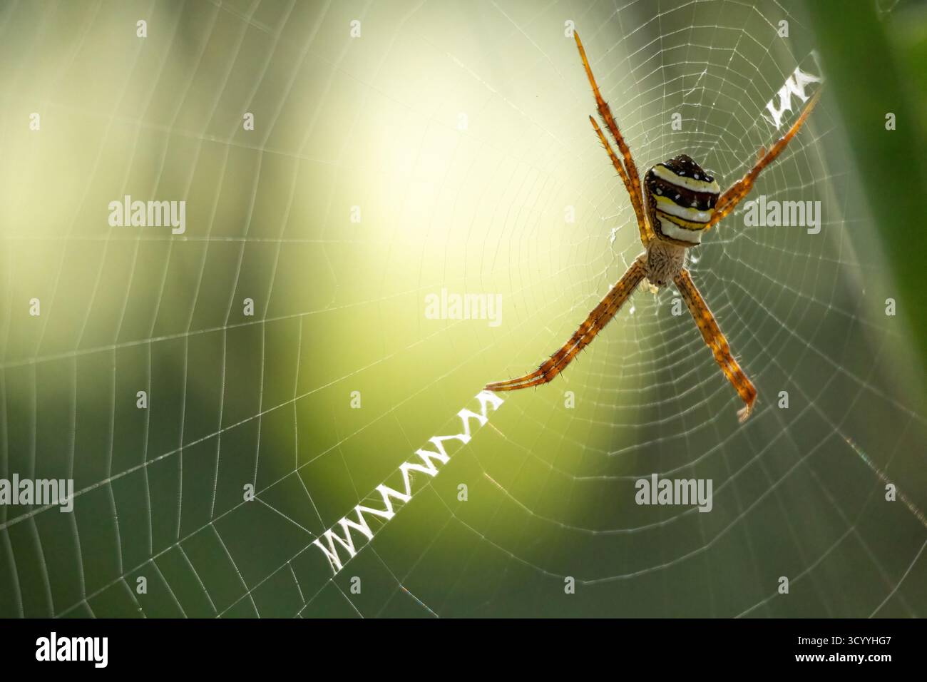 Eine Spinne sitzt auf einem Netz. Sein wissenschaftlicher Name ist Argiope Anasuja und auch bekannt als Signature Spider, Writing Spider und Garden Spider Stockfoto