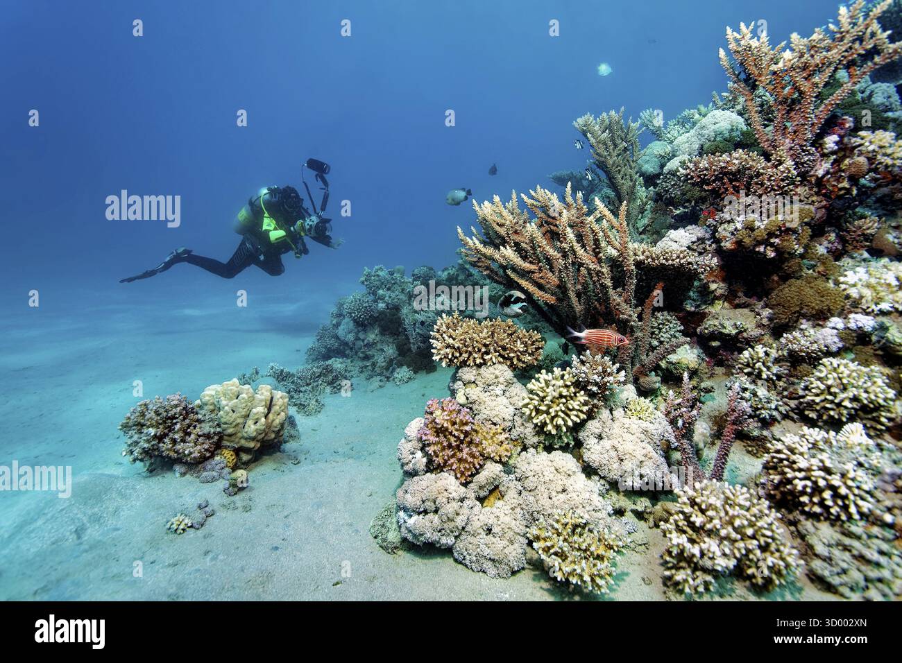 Unterwasserfotograf, Taucher mit Unterwasserkamera, Kamera, nähert sich intakt, kleines Korallenriff, Rotes Meer, Marsa Alam, Ägypten Stockfoto
