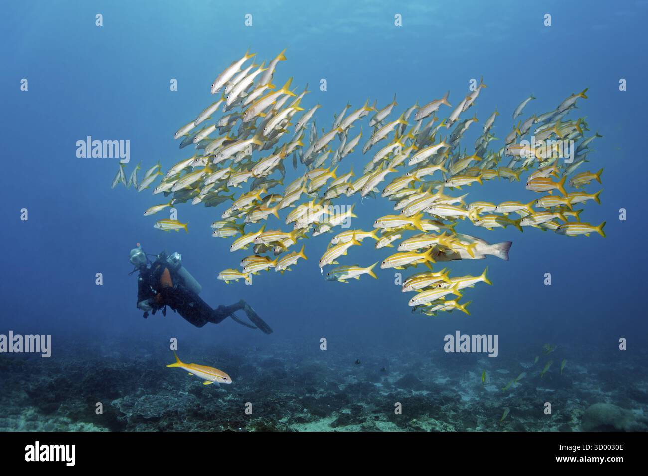 Taucher beobachtet Sharm große Schulbarbe, auch Gelbflossenbarbe (Mulloidichthys vanicolensis), Arabisches Meer, Indischer Ozean, Mirbat, bei Salala, Dhofar Stockfoto