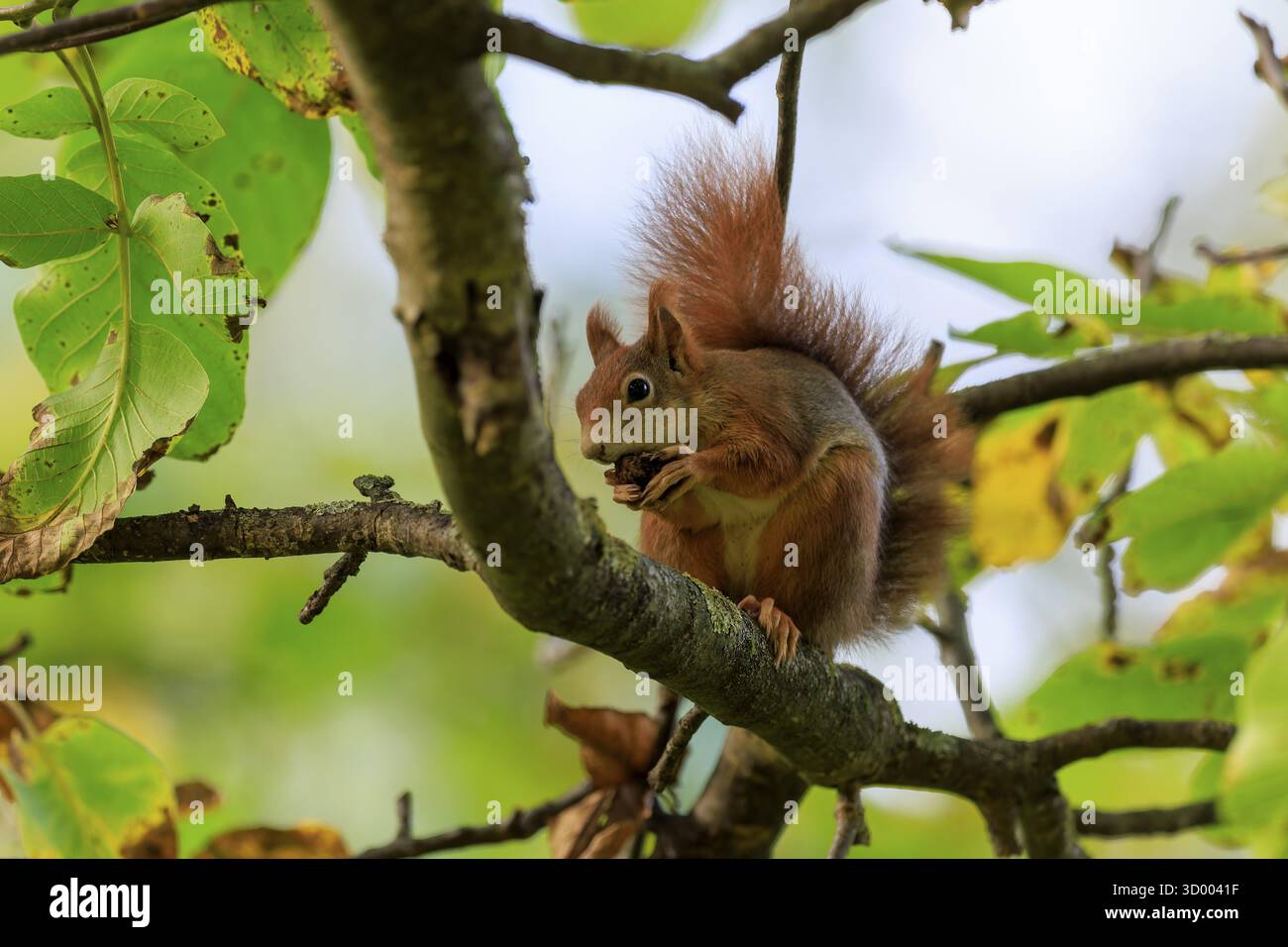 Eichhörnchen sitzt auf einem Ast und knabbert an einer Nuss, gefiltertes Licht und Blätter schaffen eine ruhige Waldszene, Eichhörnchen (Sciurus vulgaris), Wildtiere, Deutschland Stockfoto