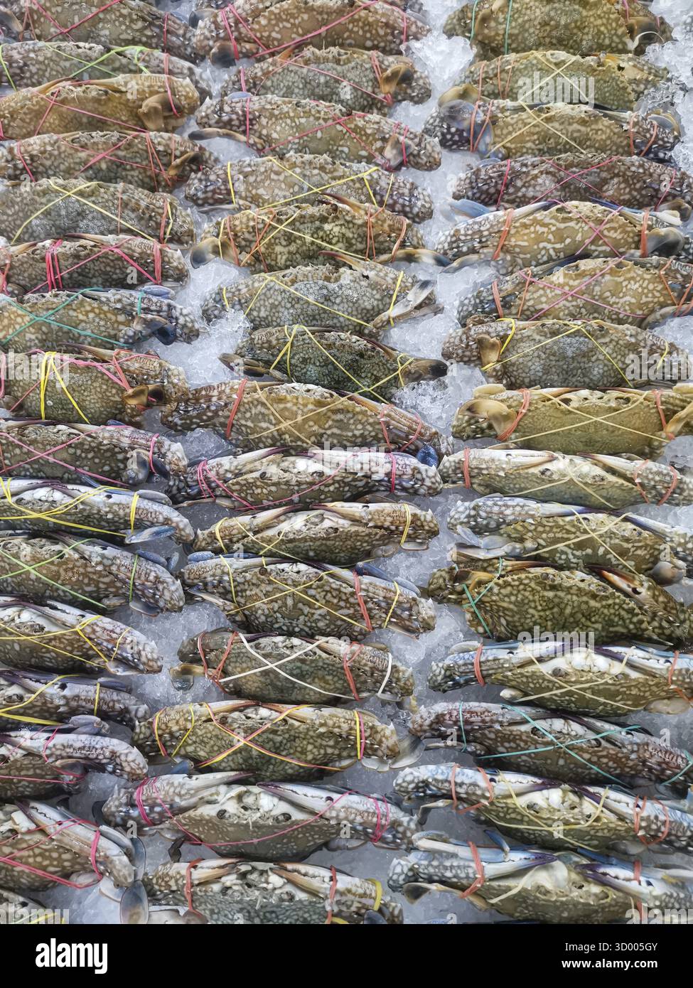 Frische Krebse auf einem Markt Stockfoto