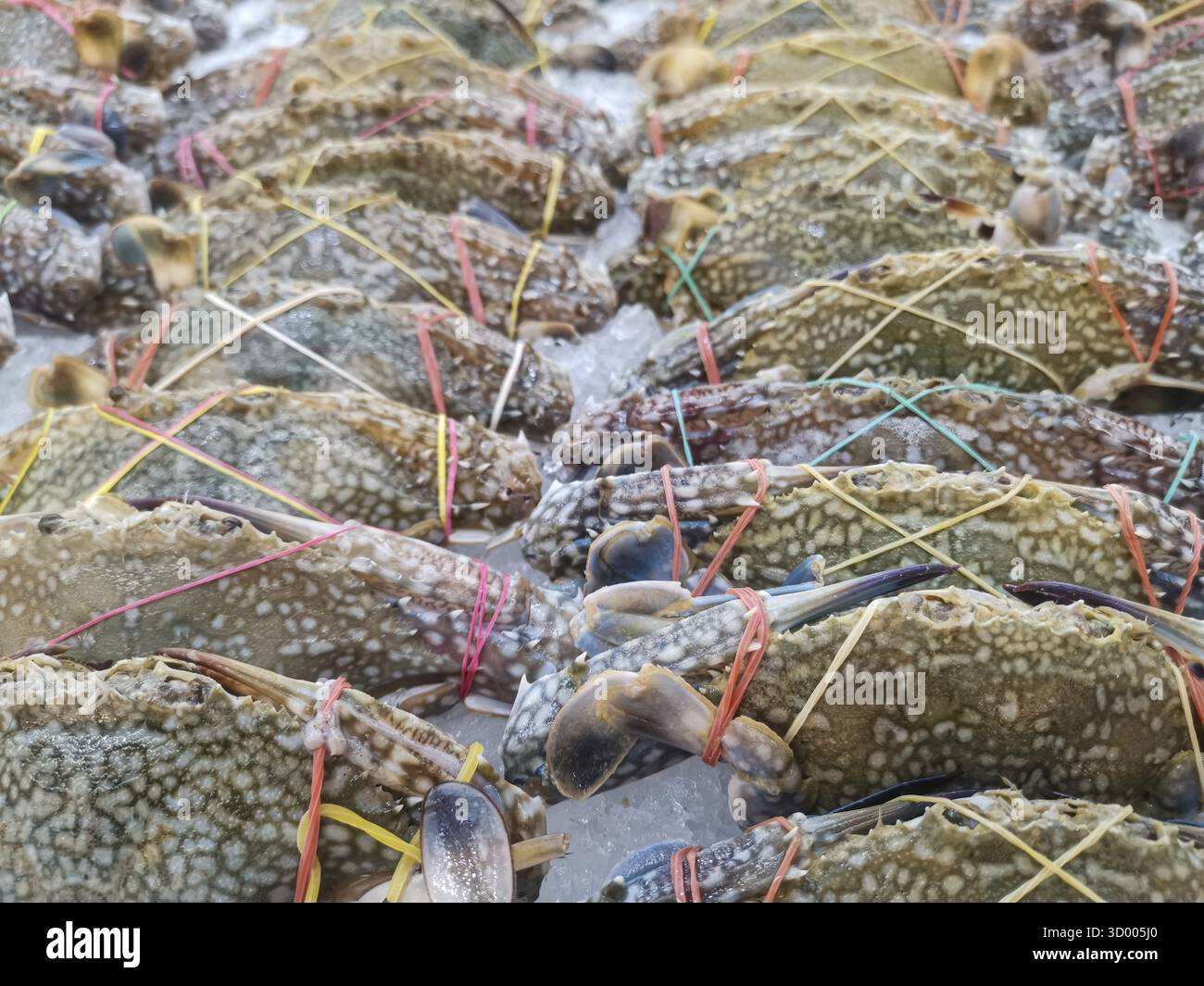 Frische Krebse auf einem Markt Stockfoto