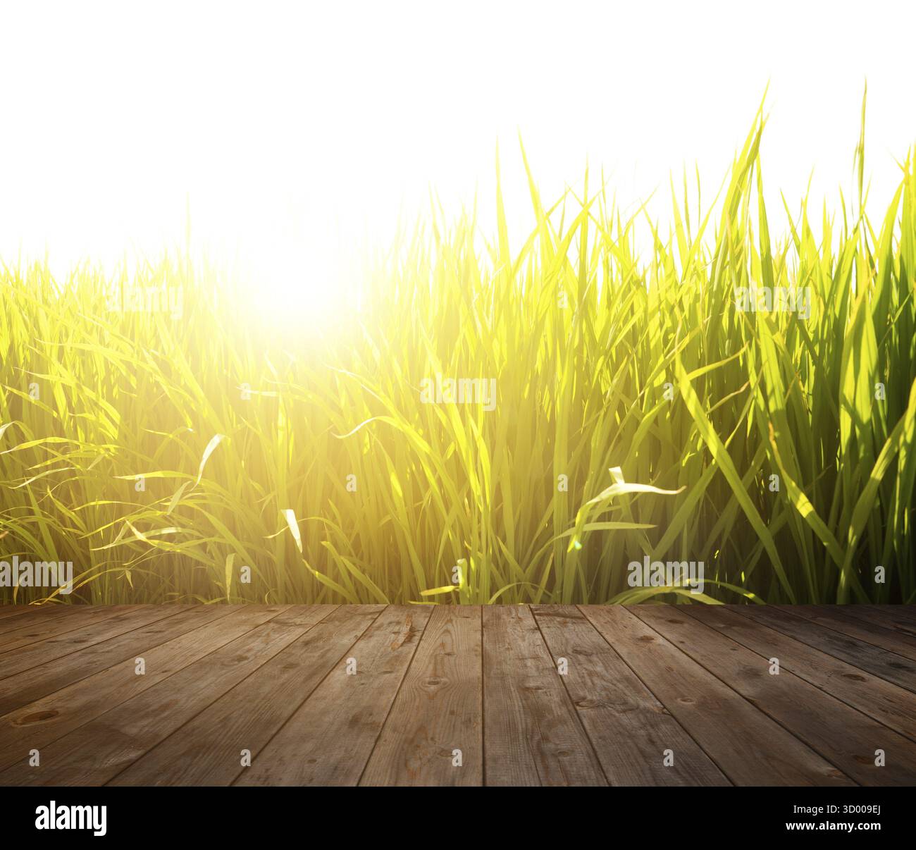 Holzboden auf Reisfeld bei Sonnenaufgang Stockfoto