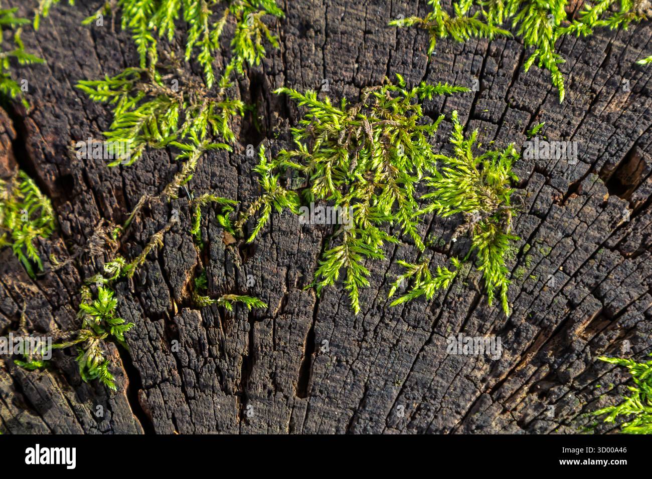 Moos und winzige Pflanzen gedeihen auf einem alten Baumstumpf und demonstrieren die Kraft der Natur, um alte Holz im Freien tagsüber zu beleben Stockfoto