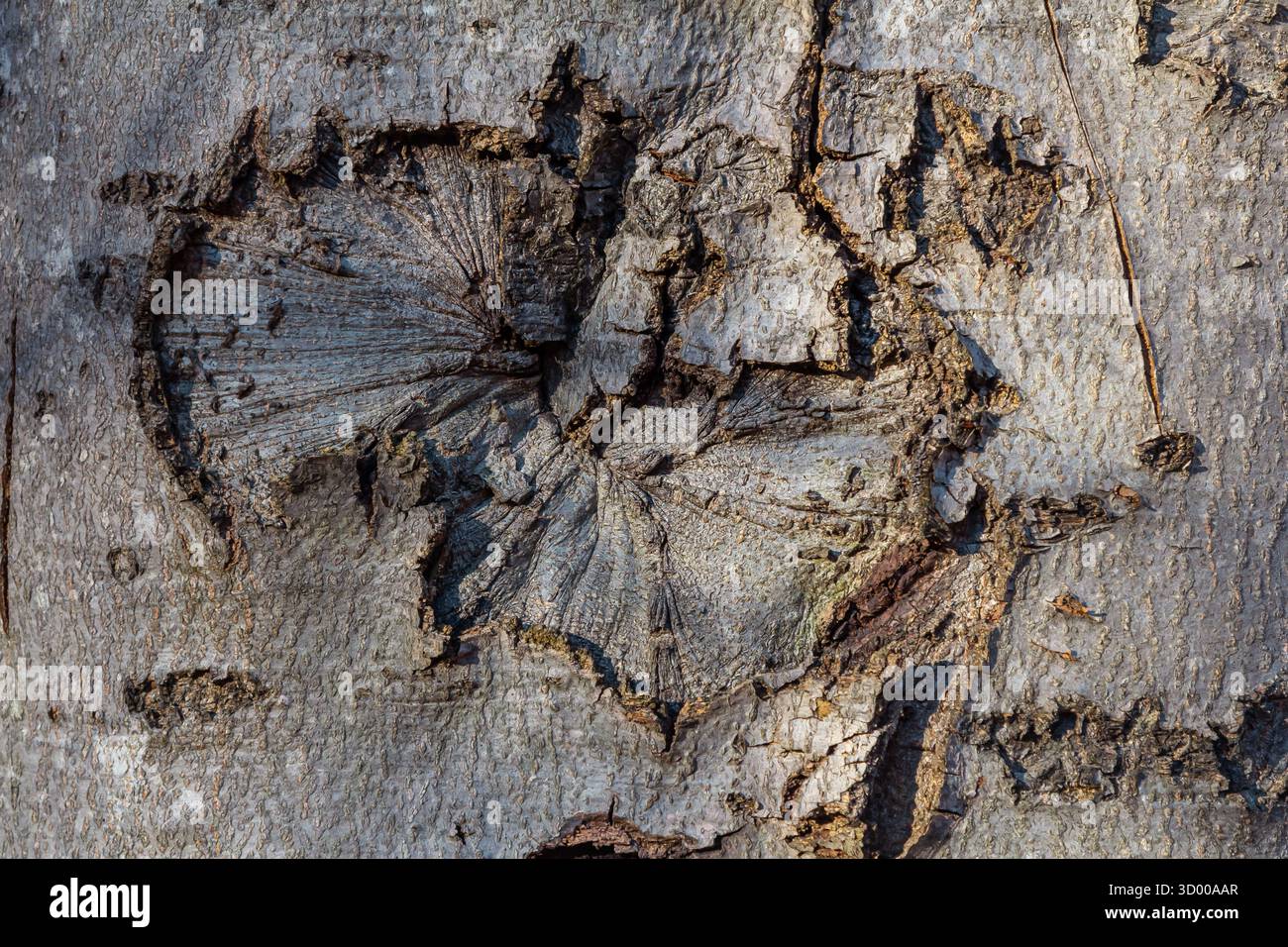 Detaillierte Texturen auf einer Baumrinde in einem Wald heben einzigartige Muster und natürliche Kunstfertigkeit unter hellem Tageslicht hervor, die die Schönheit der Natur und zeigen Stockfoto