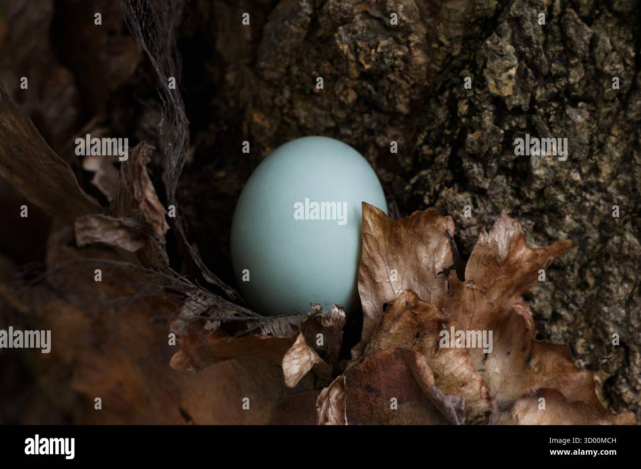 Ei eingebettet zwischen getrockneten Blättern und rauer Baumrinde schafft eine ruhige Waldszene, die an Natur, Geheimnisse und zerbrechliches Leben erinnert. Stockfoto